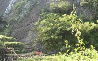九龙窠六株原生母树大红袍：年产不足一斤，封存二十年的茶中活化石