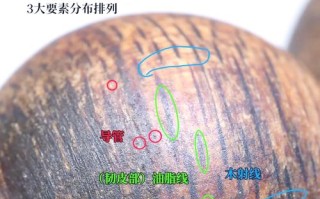海南莞香沉香产地溯源，本土白木香结香与香韵特征解析