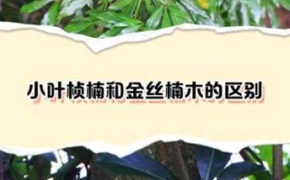 四川桢楠金丝楠，得天独厚的生长环境与木料特质