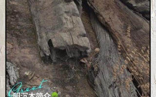 阴沉木纹理特征解读，原生木纹与水下侵蚀痕迹分辨