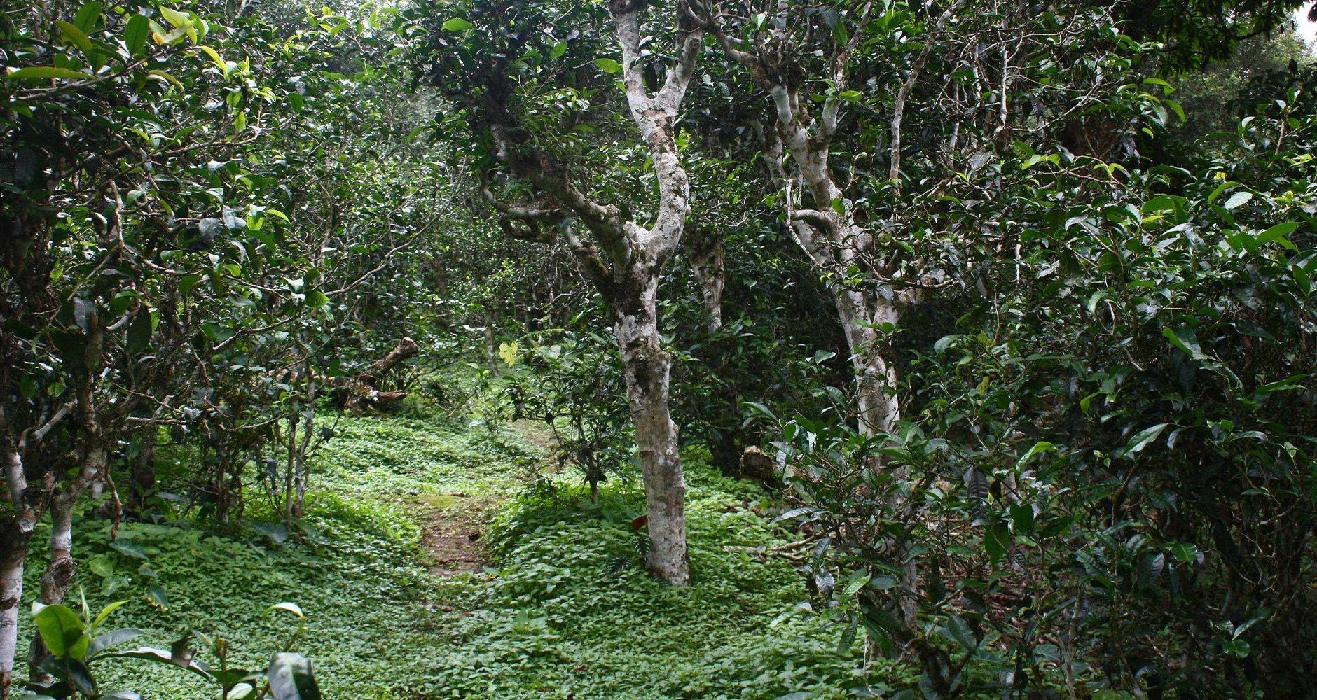 古风茶道、古话茶事、户外意境