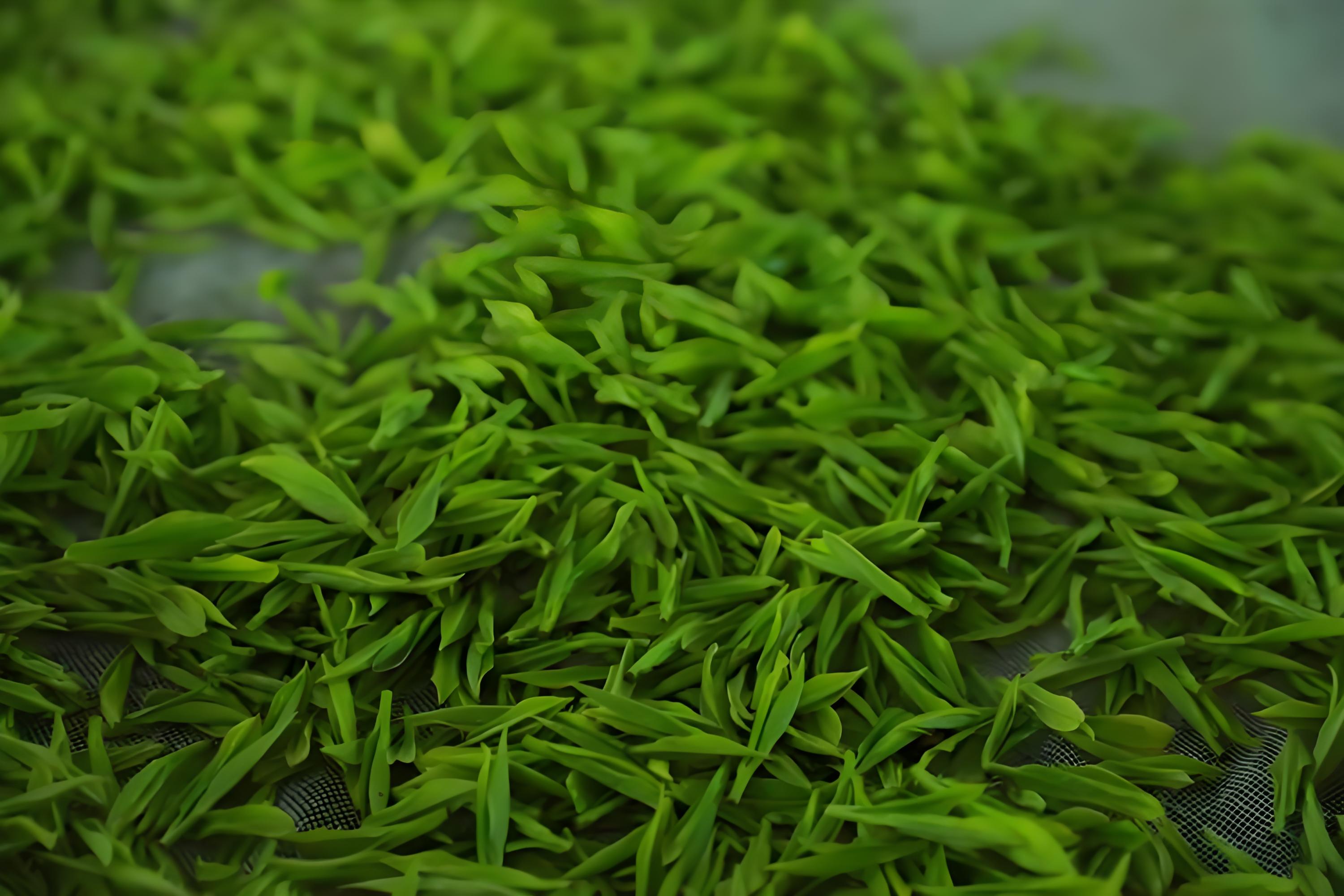茶叶品质特点与口味独特性深度解析  