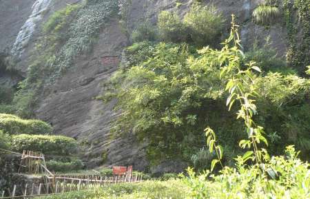九龙窠六株原生母树大红袍：年产不足一斤，封存二十年的茶中活化石