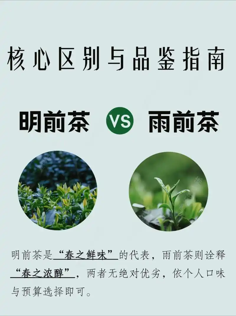 雨前茶功效科普｜雨前绿茶适合什么人饮用 