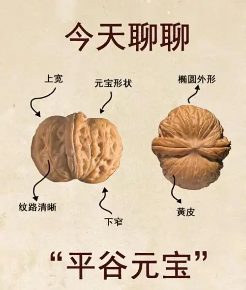新手入坑麻核桃必懂：皮质好坏，才是核桃的真正命脉
