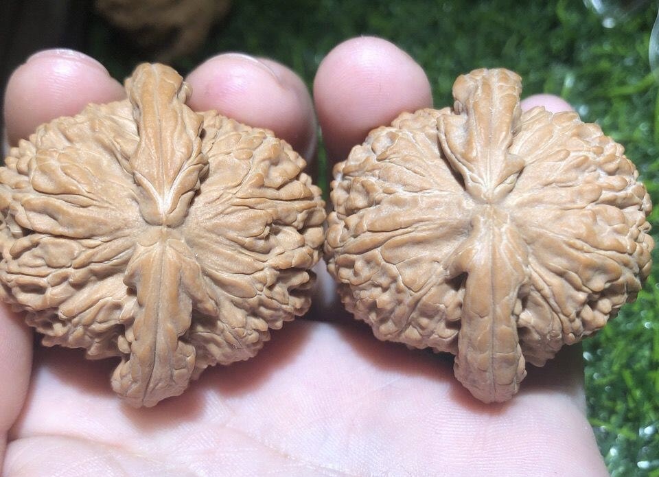 白狮子头深度介绍：皮质硬朗、玉化通透的大众神核